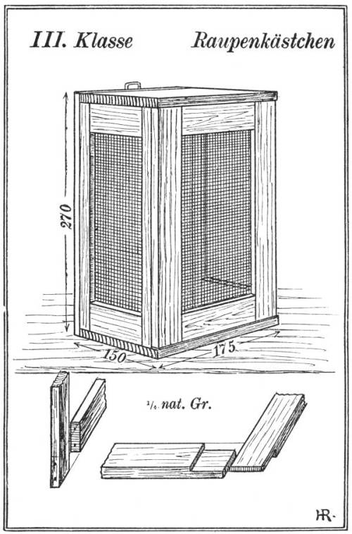 III. Klasse Raupenkästchen, ¼ nat. Gr.