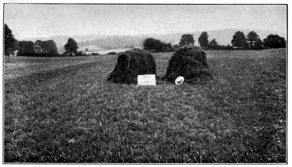 Clover and Timothy Unfertilized at the Pennsylvania
Experiment Station Yielded 2460 Pounds per Acre