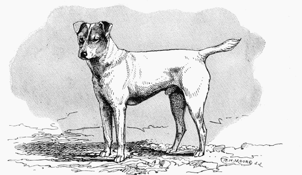 (OLD TYPE.) SMOOTH FOX TERRIER "BELGRAVE JOE" L. TURNER, OWNER