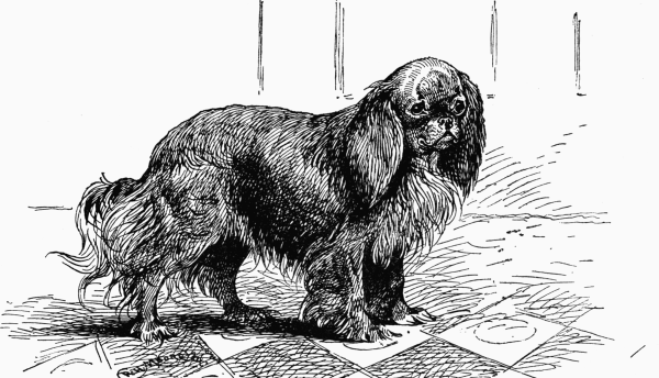 RUBY SPANIEL. CH. "JASPER" MRS. WOODGATE OWNER.