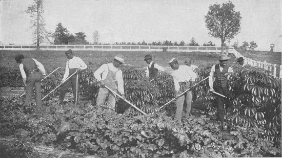 CULTIVATING A PATCH OF CASSAVA